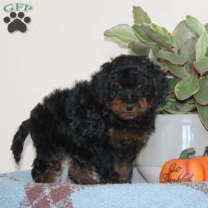 Guy, Cavapoo Puppy